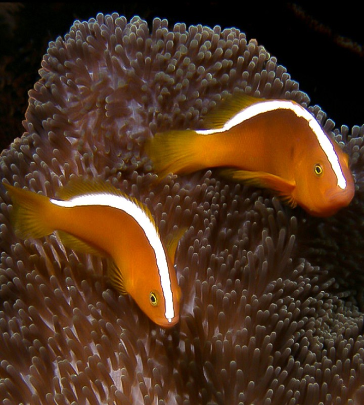 Two Skunk Anemone fishes