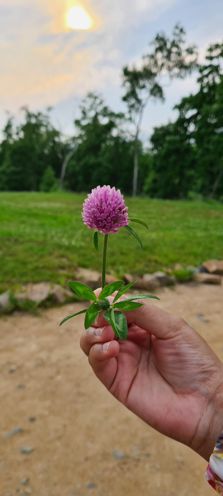 flower purple