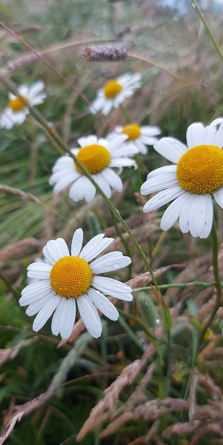 just like a flower in the rain