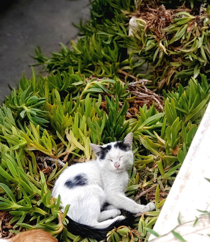 cat