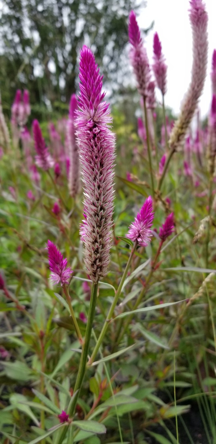 Fuzzy Pink Flower