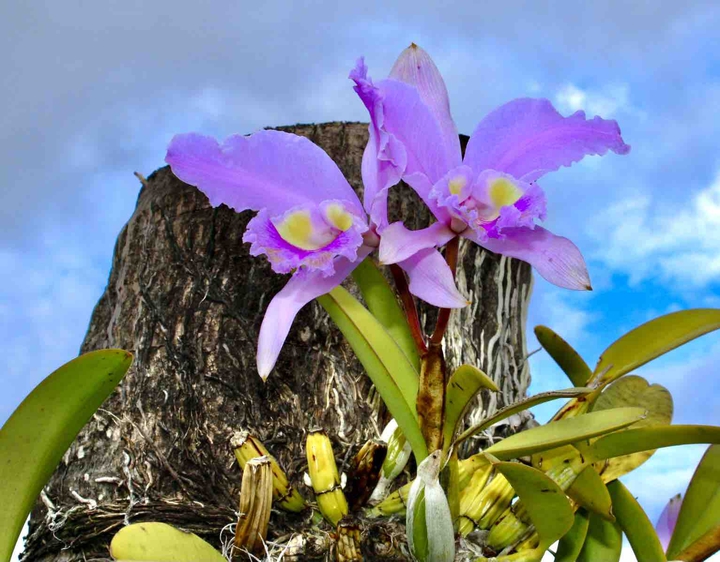 flower on trees