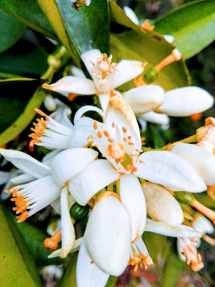 Azahar blossom