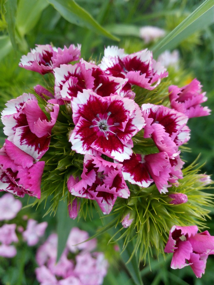Carnation