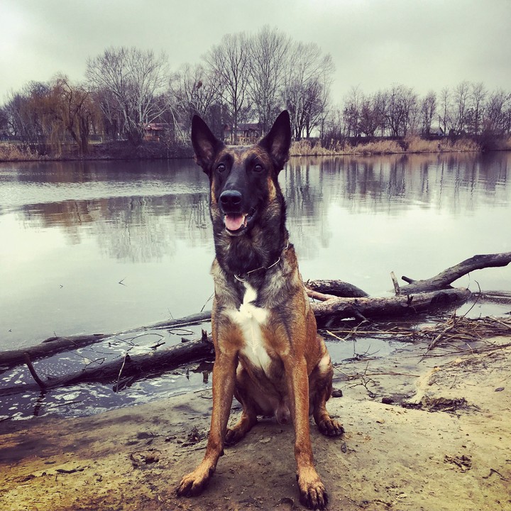 malinois