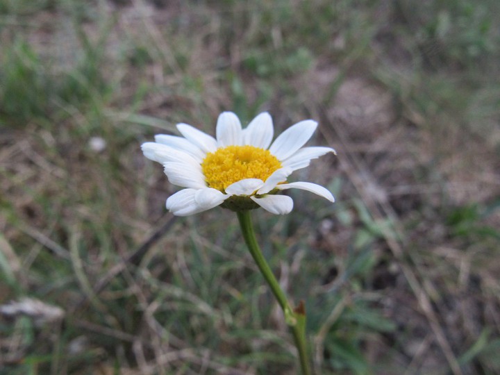 lonely daisy