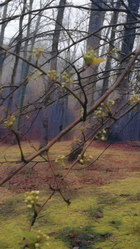 Spring Begins
