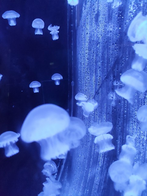 medusas acuario mazatlán Sinaloa México