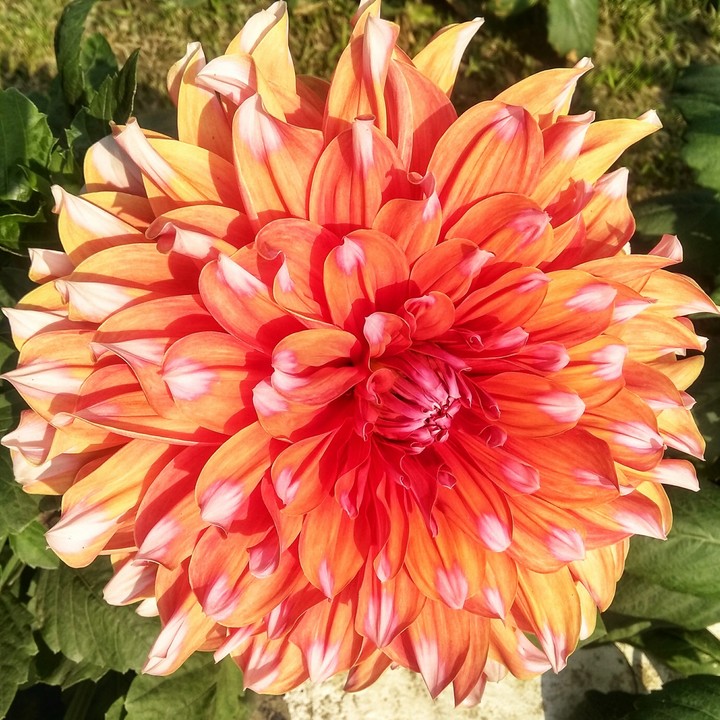 Season of flowers
