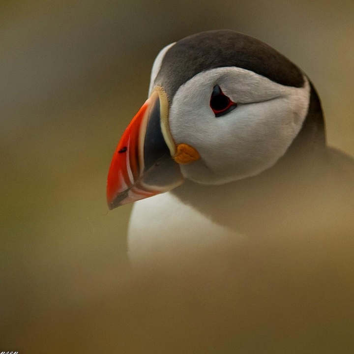 Atlantic Puffin