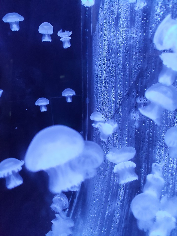 medusas acuario mazatlán Sinaloa México