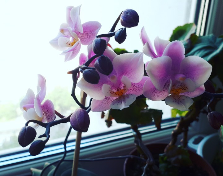 violet love