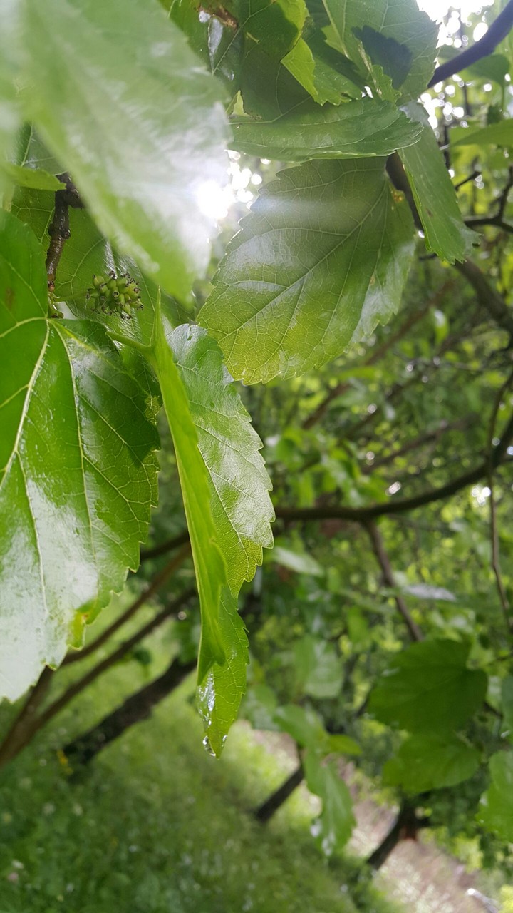 natural green