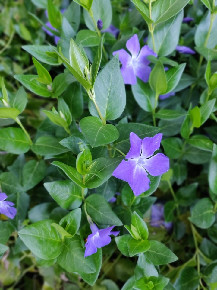 nature