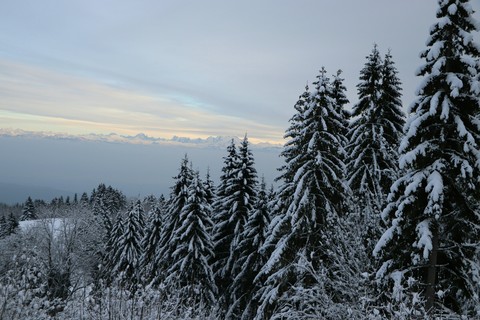 Trees with snow