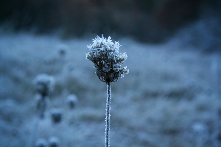 Flower in Jura