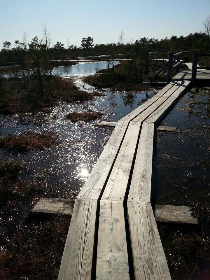 Beutifle swamp