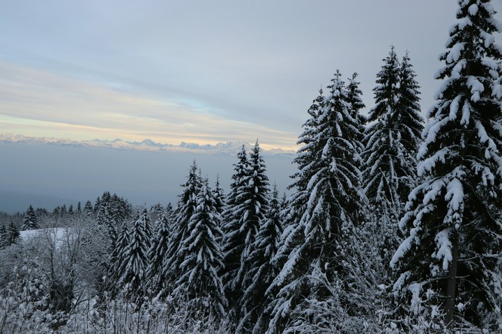 Trees with snow