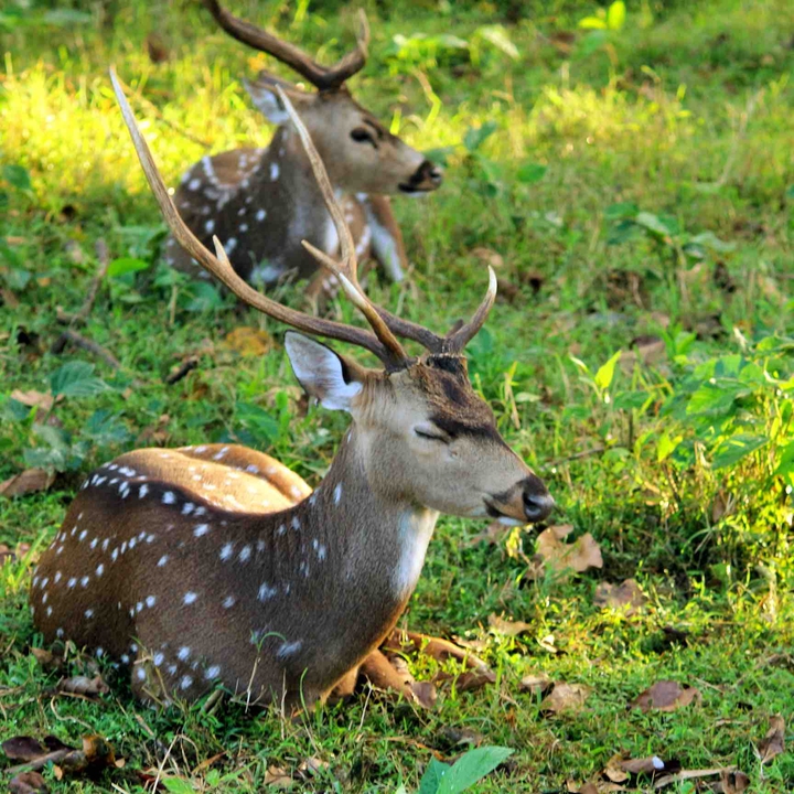 Deer