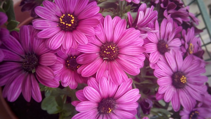 Pink flowers