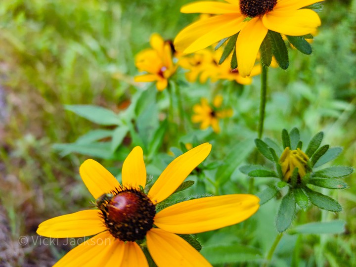 Wildflowers