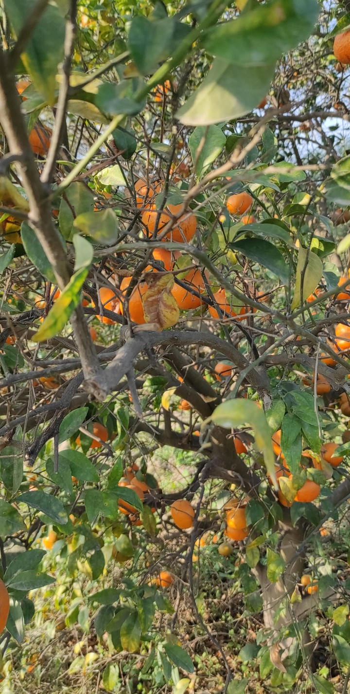 Orange tree