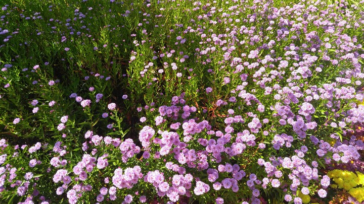 purple chrysanthemum