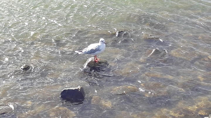A Bird in the Sea