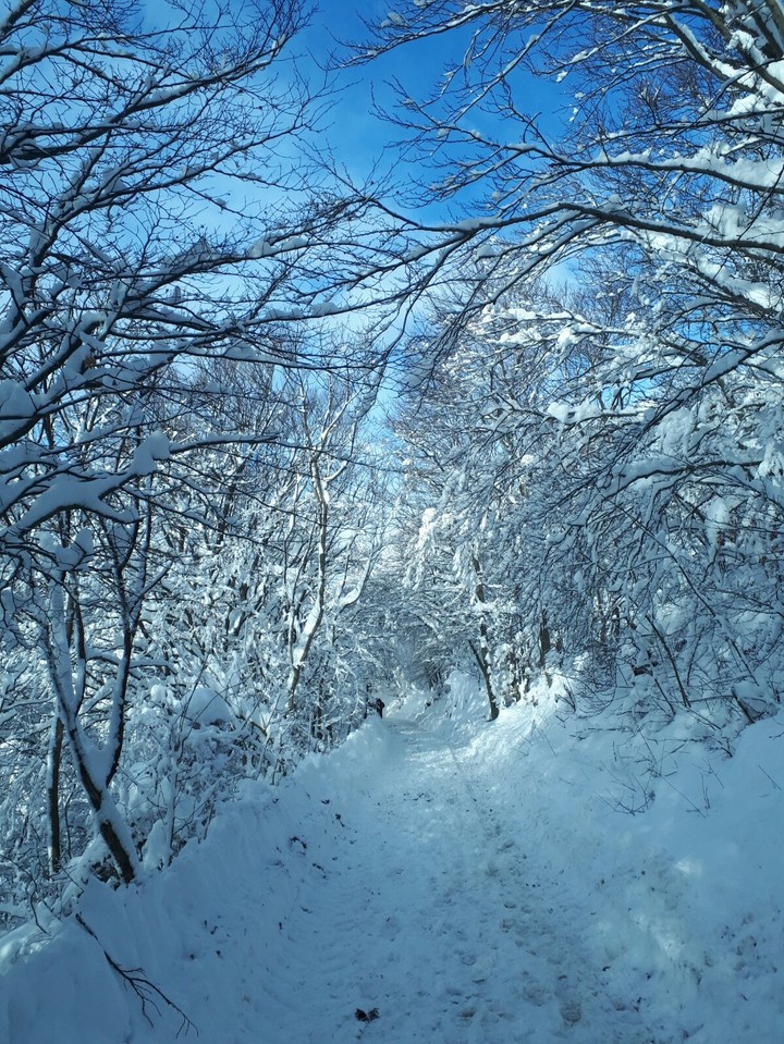 Snow canopy!