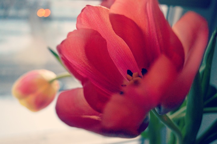flower tulip