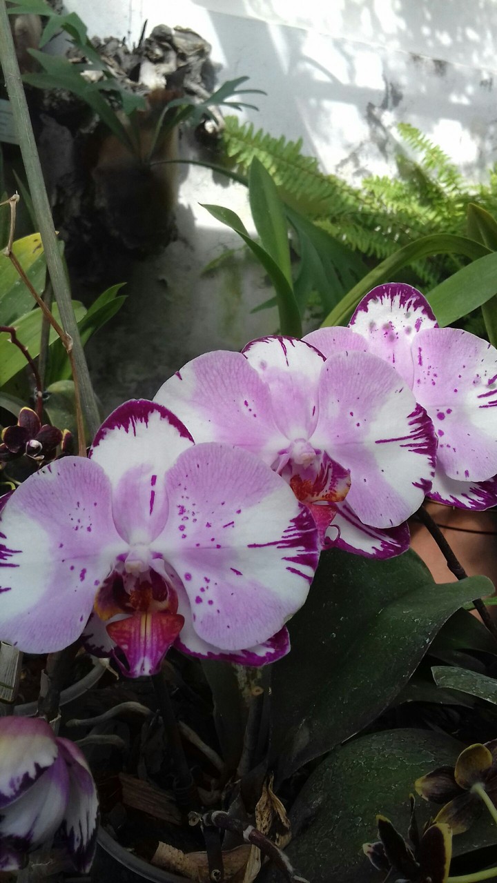 orchid