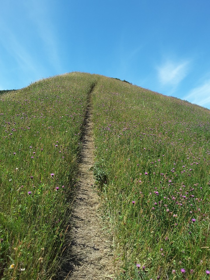 Well Traveled Path
