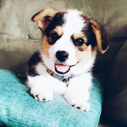 corgi 