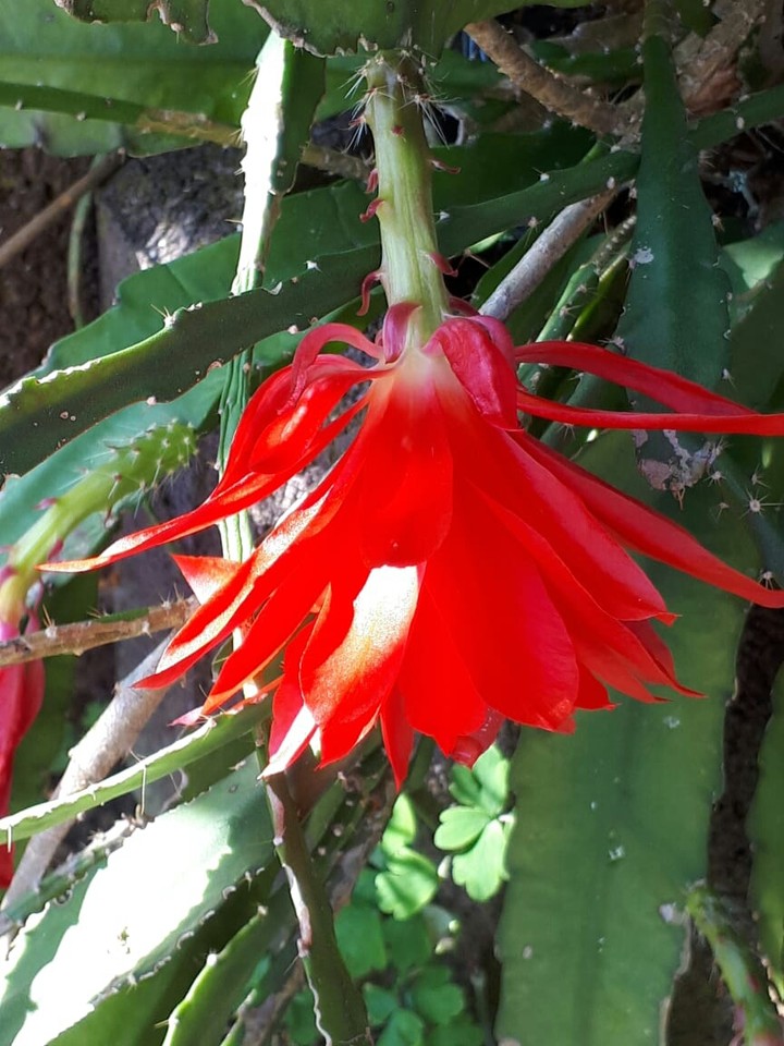 Blume