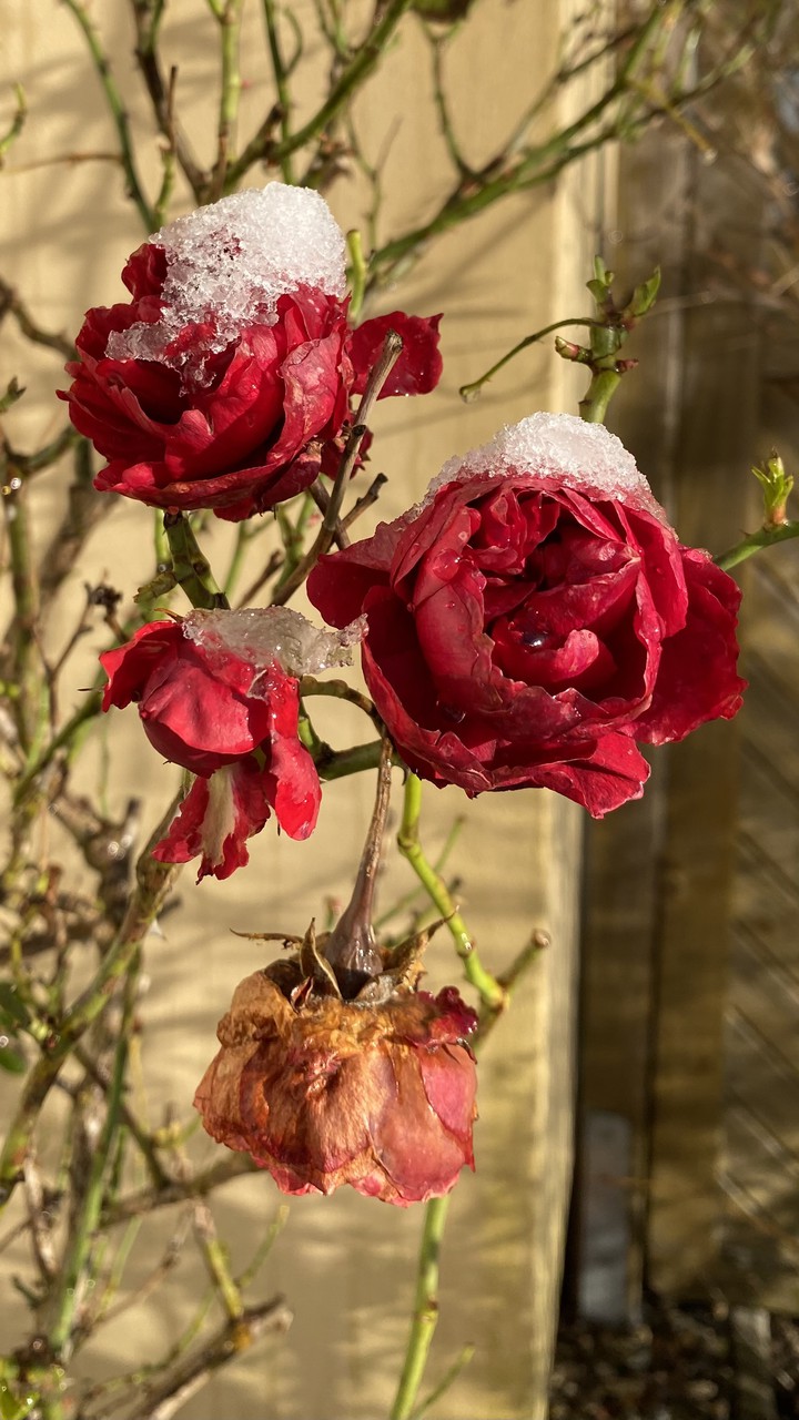 Rosen im Schnee