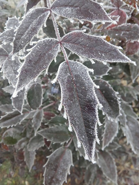 sfondi flower, frost