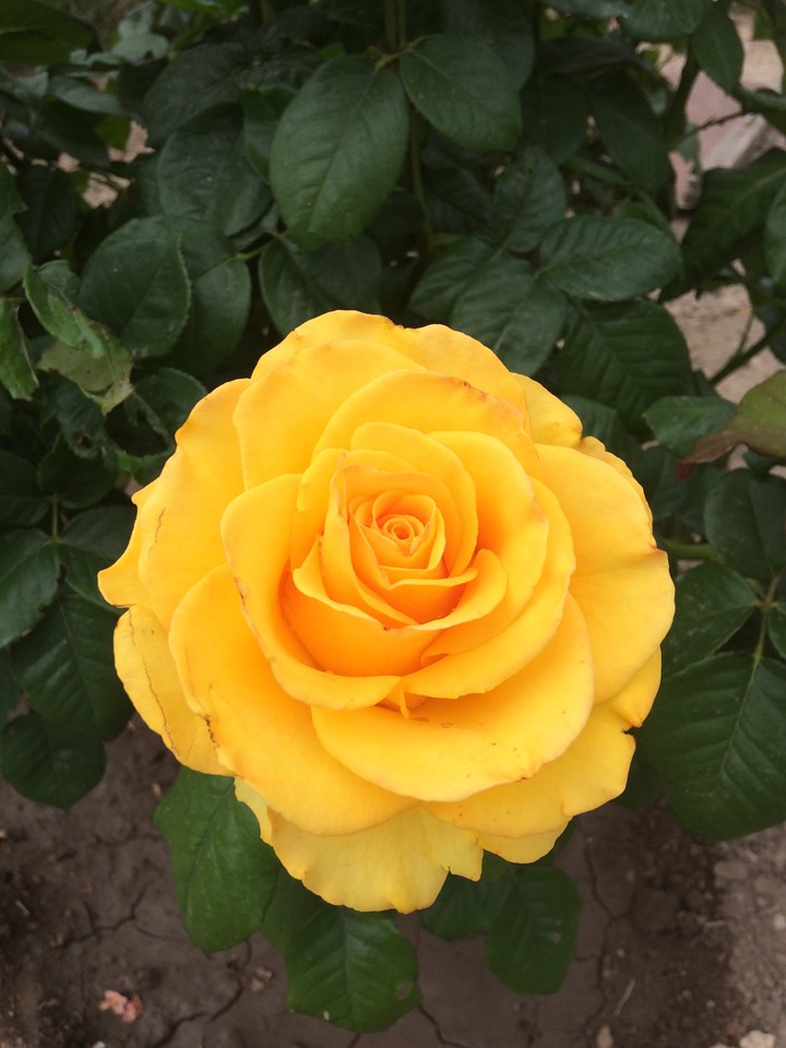 A beautiful yellow rose