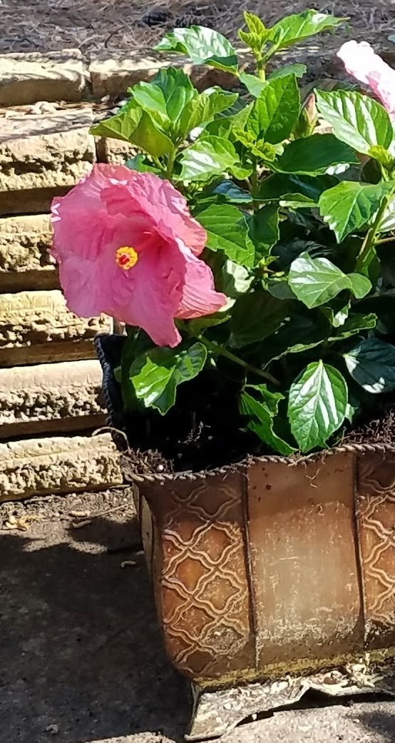 great pink_hibiscus