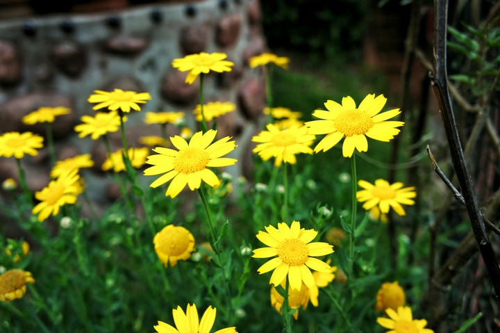 Sunflowers