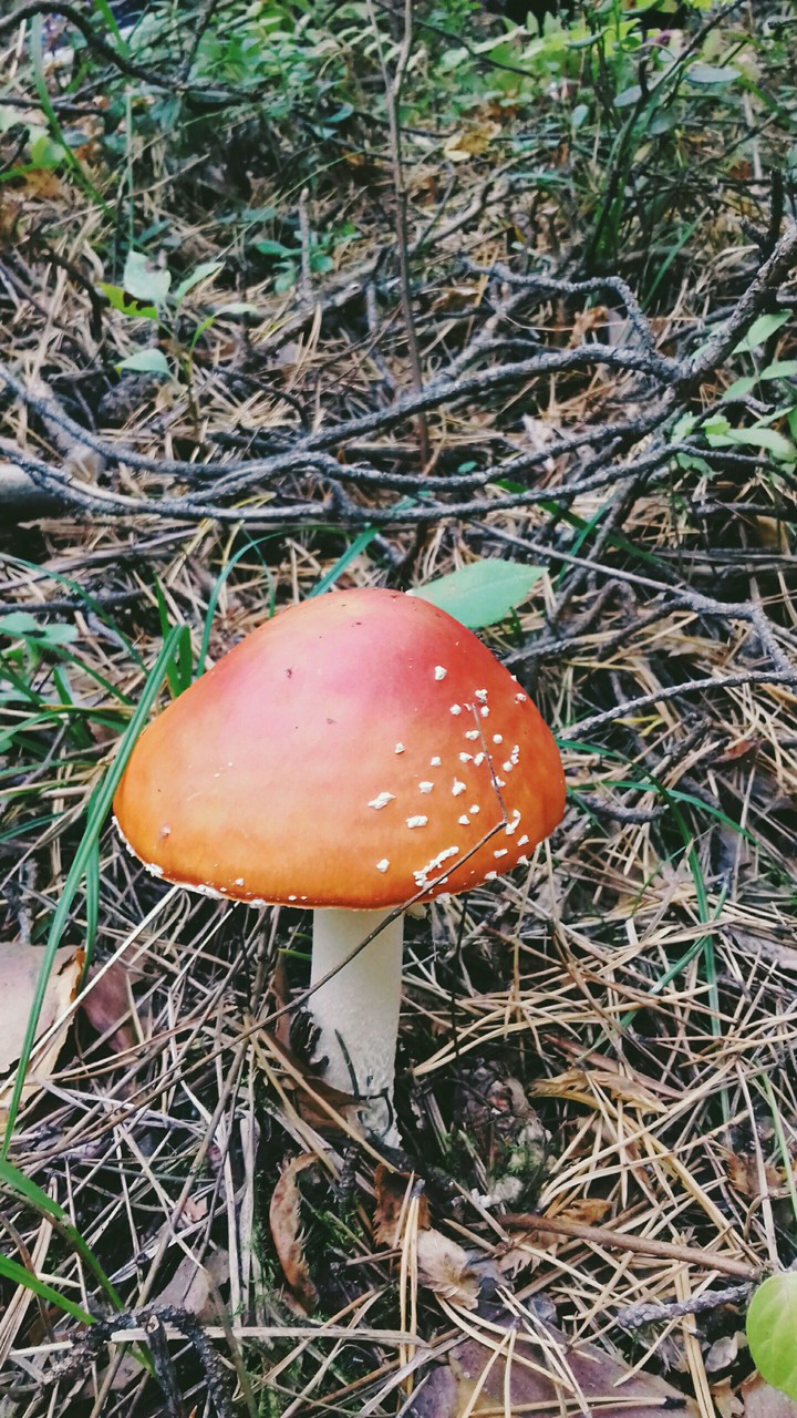 красафффчик