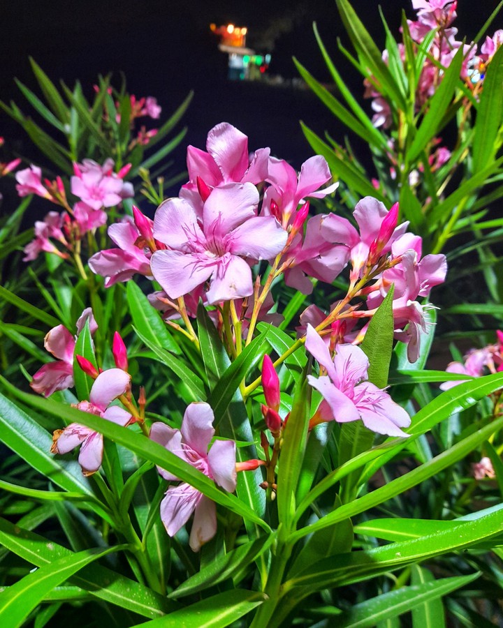 pink