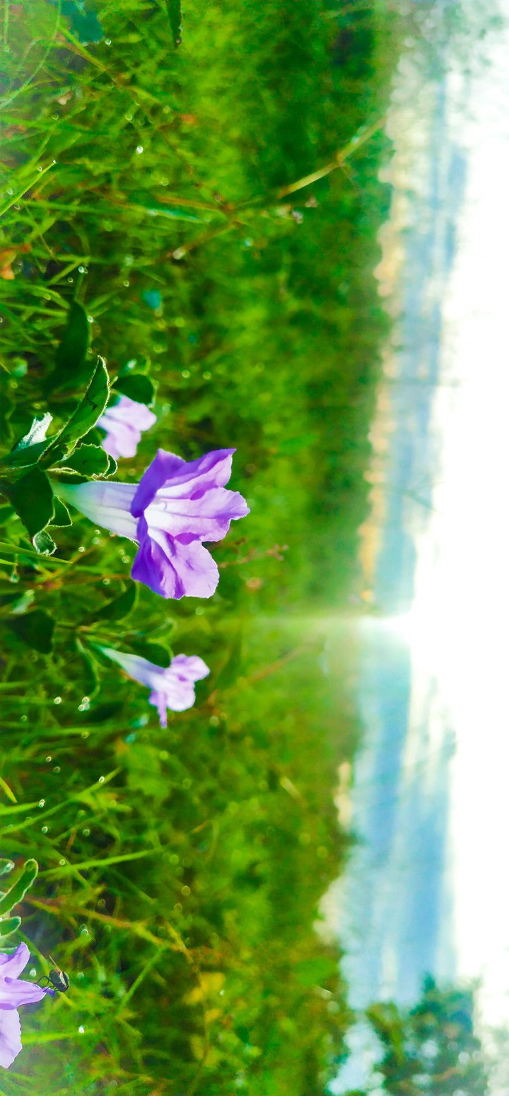 Good Morning Click .Flower