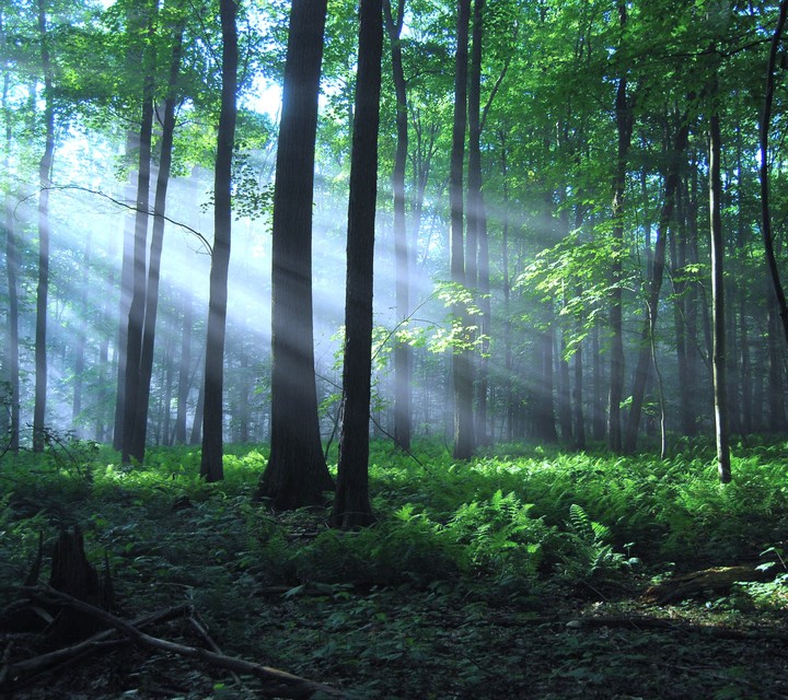 Morning forrest