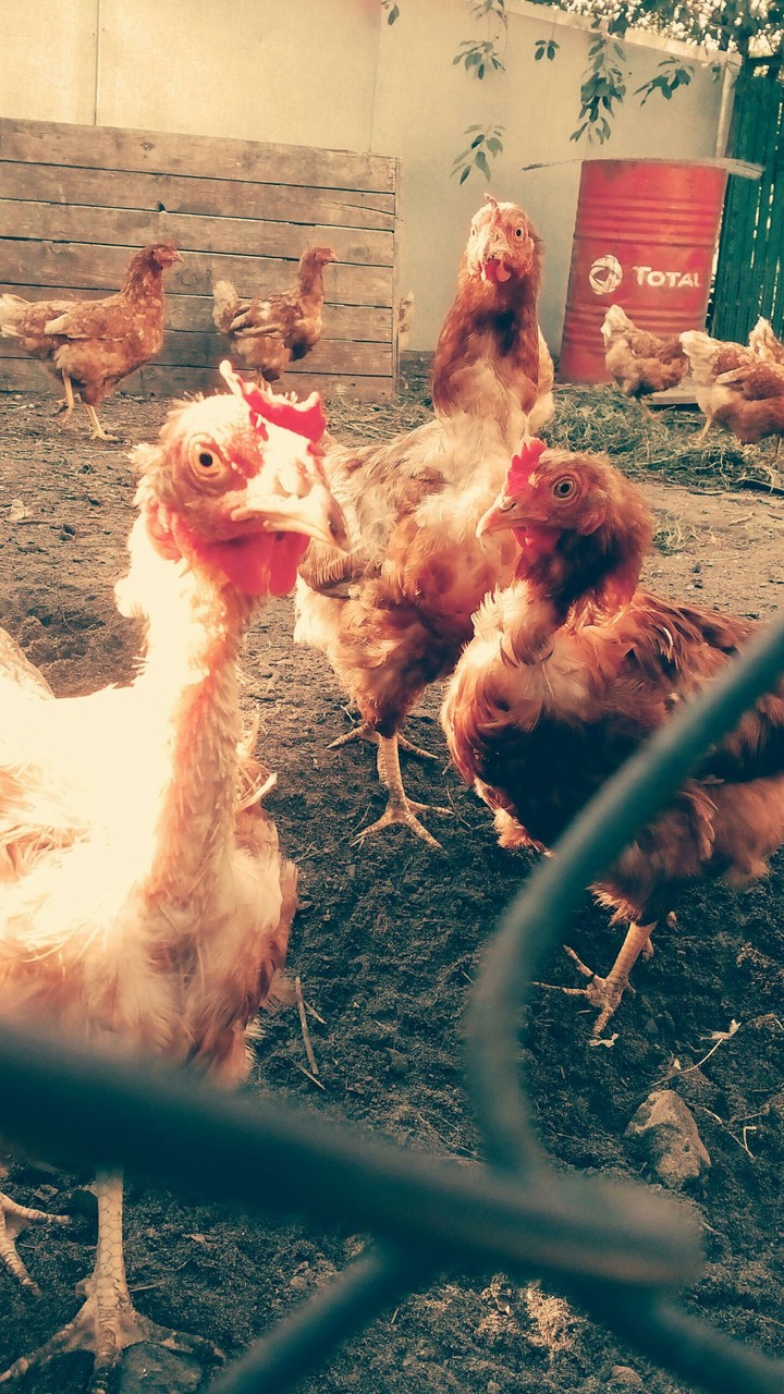 chicken