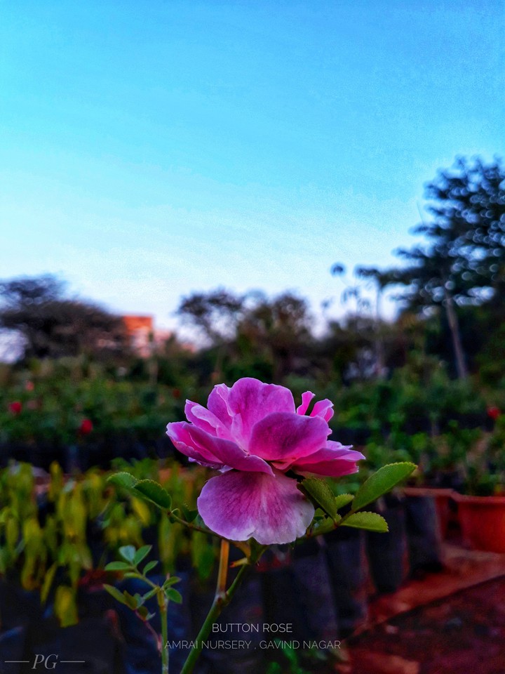 Button Rose