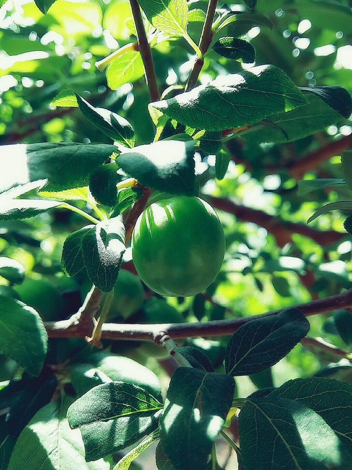 greengage