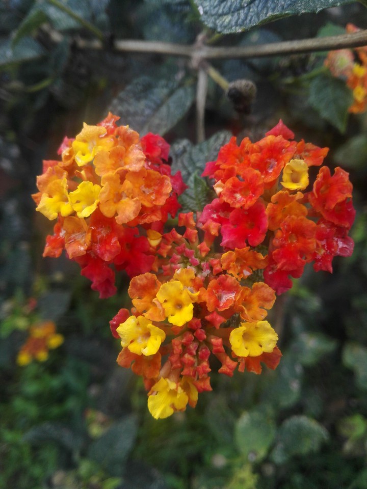 corazon de flores <3