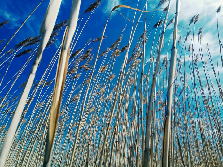 in field