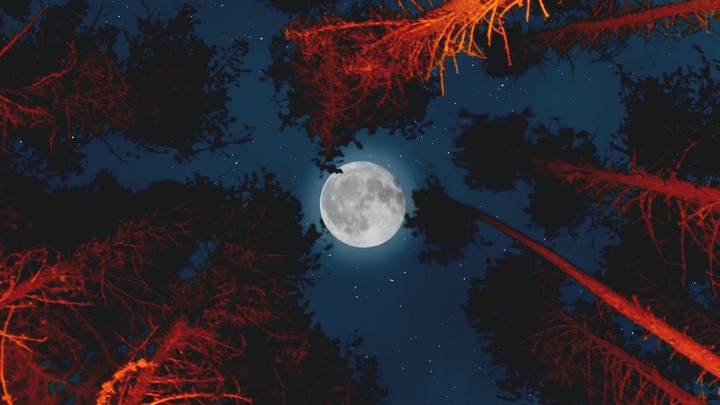 Moon Forest