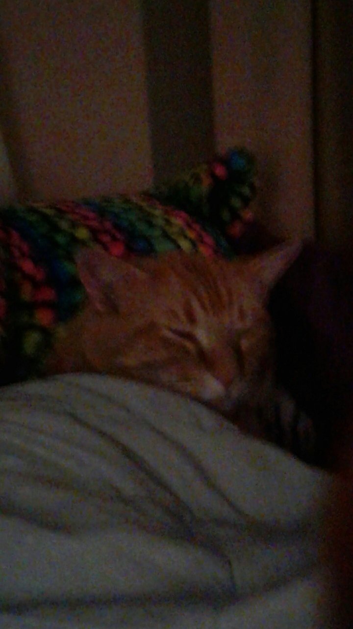 Cat In A Blanket